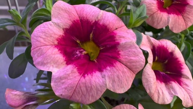 Приглашаем 25-29 марта в ТК "Форум" в выставочный зал "Сивел Экспо" на самую популярную ярмарку у са смотреть онлайн