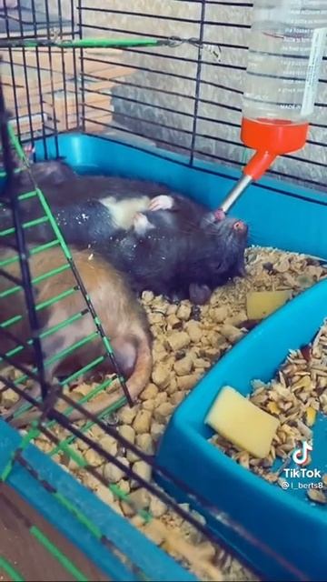 #кайфули#крысики#смешные_животные смотреть онлайн