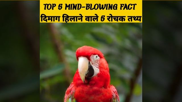 Top 5 mind-blowing fact #mindblowingfacts #shorts #intrestingfacts #amazingfact #factsinhindi #fact смотреть онлайн
