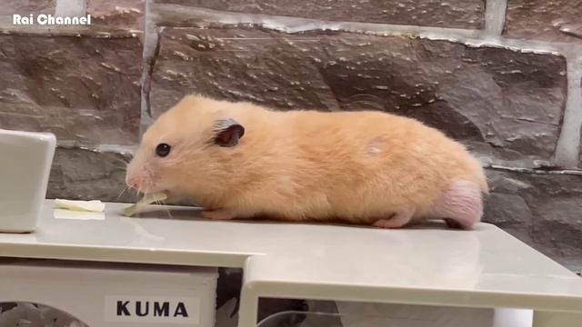 キャベツを順番に並べてみたら【ハムスター検証】キンクマハムスター смотреть онлайн