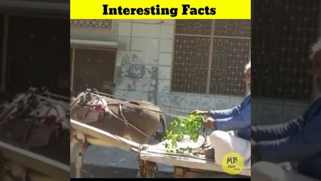 😵 1500 drones பறக்க விட்ட China | anabas testudineus fish fact | #shorts #youtubeshorts #ytshorts смотреть онлайн