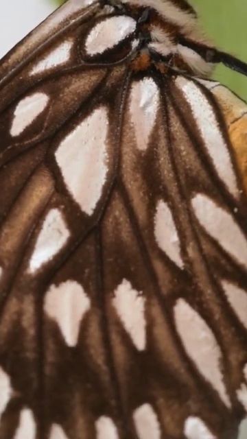 Cute Butterfly ❤️ Cute SwaGo ❤️ смотреть онлайн