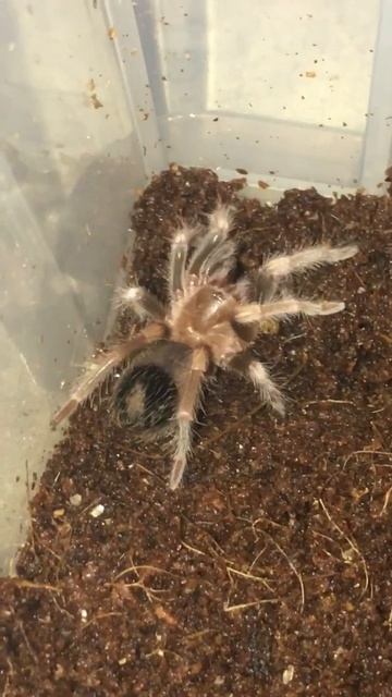 Brachypelma Hamorii FEEDING смотреть онлайн