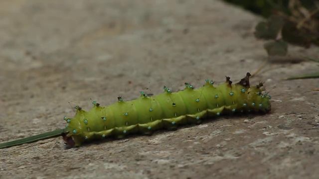 Giant peacock moth - saturnia pyri - ღამის დიდი ფარშევანგთვალა смотреть онлайн