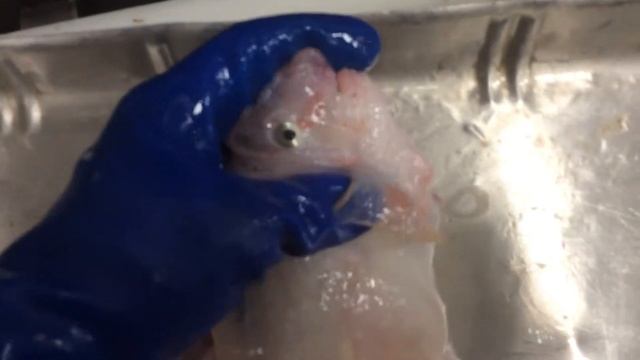 Необычная рыба смотреть онлайн