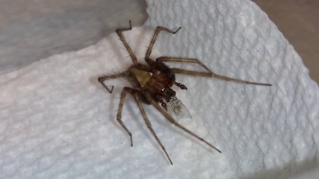 20200201 015153887 - Tegenaria sp. funnel weaver reflective eyes смотреть онлайн