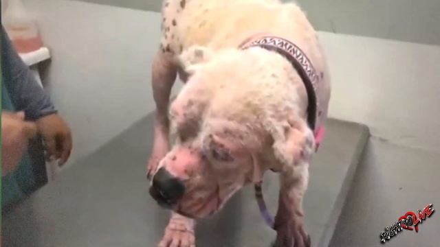 Ее считали монстром и брезгливо прогоняли боясь заразиться! Она просто просила помочь! смотреть онлайн