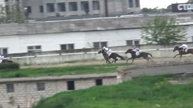 09.05.2019 - 5 Скачка на лошадях 2-х лет чистокровной верховой породы на Нальчикском ипподроме смотреть онлайн