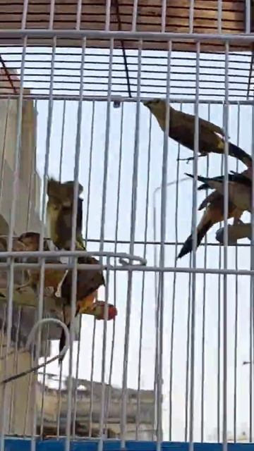 beautiful birds of nature/there are many species of birds on our planet смотреть онлайн