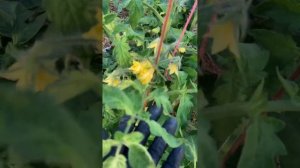 Формировка полудетерминантных сортов томатов