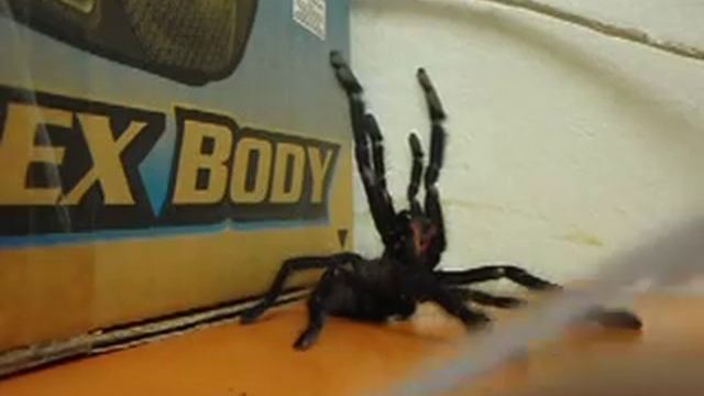 Lampropelma Violaceopes Show Its Attitude part.2 смотреть онлайн