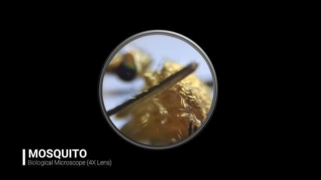 MOSQUITO / LAMOK - Under The Microscope! смотреть онлайн