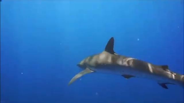 Silky sharks . Sea of cortez смотреть онлайн