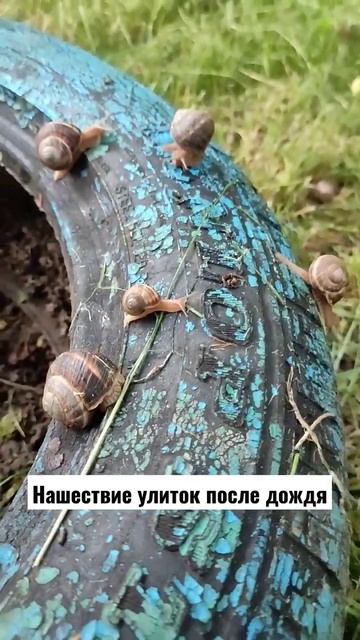 #майкоп #природа #улитки
