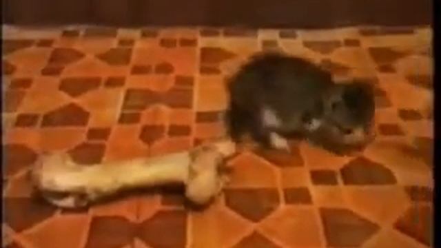 Даже кошка с собакой могут ужится смотреть онлайн