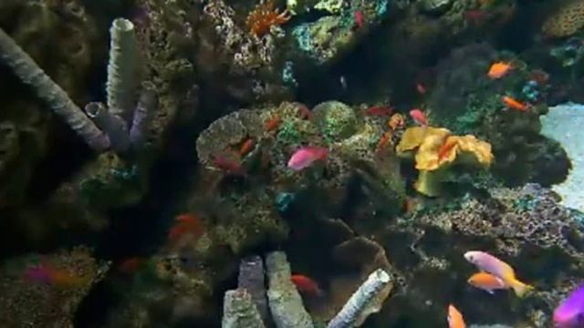 fish 133 смотреть онлайн