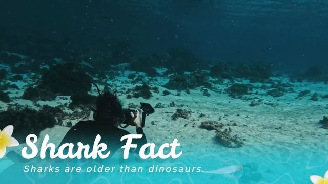 All About Sharks 101 | Shark For Kids | Shark Learning Video | Sharks Fun Facts 🦈🌊 смотреть онлайн