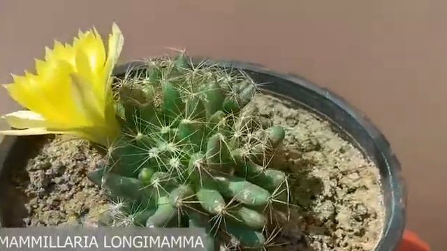 Mammillaria Longimamma