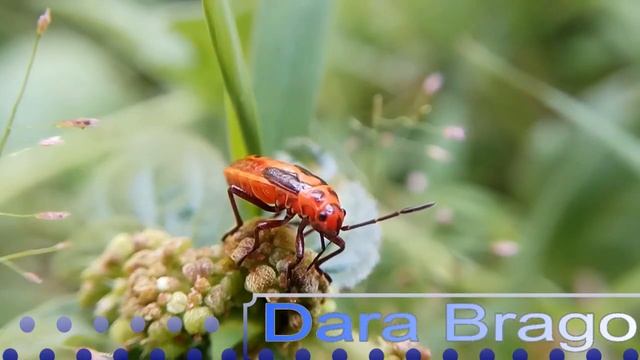 MACRO VIDEOGRAPHY : INSECT (Dysdercus Cingulatus) смотреть онлайн