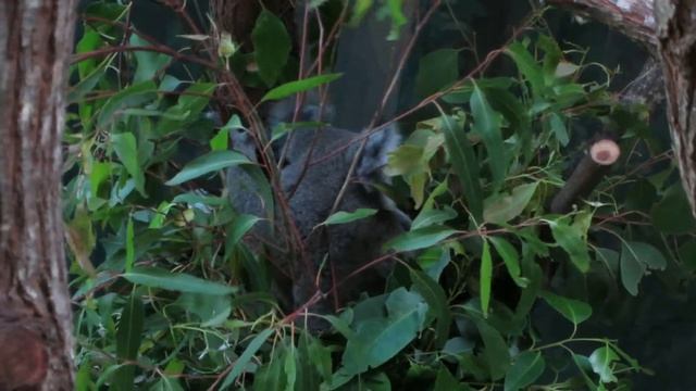 Elsa the Koala, (2) смотреть онлайн