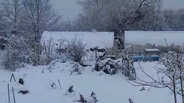 Мускусные утки .Начало. смотреть онлайн