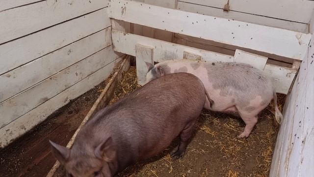 ждём опорос! смотреть онлайн