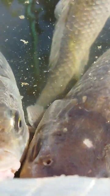 Домашние питомцы карасики #fishing #карась #рибалка #аквариум #пираньи смотреть онлайн