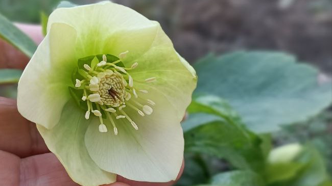 Окружаем себя красотой! Прогулка по весеннему саду 25.03.2025г.#весна#Кубань#сад