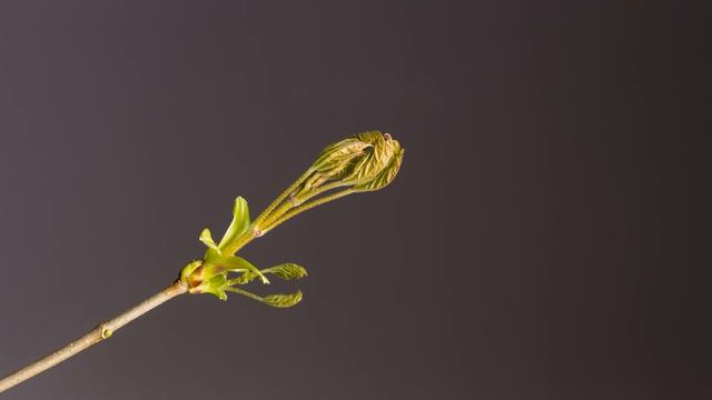 Magical fantasy music (2019) смотреть онлайн