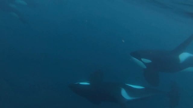 Пение китов под красивую музыку. Singing whales to the music. смотреть онлайн