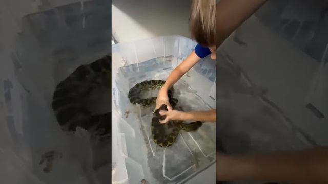 Змея меняет шкуру смотреть онлайн