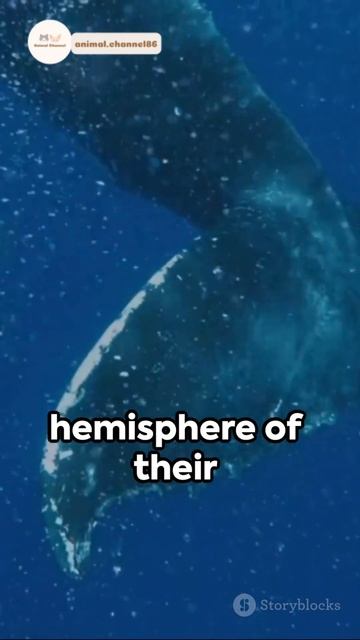 The Mysterious Sleep of Sperm Whales смотреть онлайн