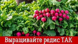 Сочный и хрустящий РЕДИС БЕЗ ХЛОПОТ. КАК ВЫРАСТИТЬ КРУПНЫЙ РЕДИС