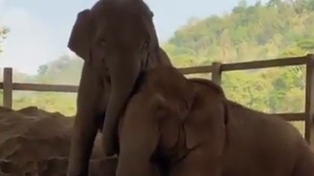 The beautiful love between Elephants, Chana and Kabu at Elephant Nature Park смотреть онлайн
