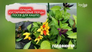 ЛУЧШИЕ НИЗКОРОСЛЫЕ ПЕРЦЫ - КАКИЕ СОРТА  ПЕРЦА ВЫБРАТЬ ДЛЯ ОТКРЫТОГО ГРУНТА,  БАЛКОНА И КЛУМБЫ.