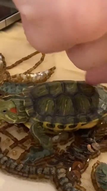 ЧЕРЕПАХА ТАНЦУЕТ 😲😀 #черепаха #танцы #shorts #animals смотреть онлайн