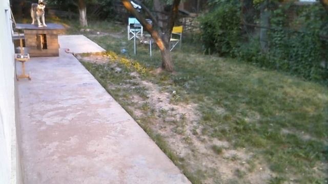 Чем занимаются хаски в 5 утра смотреть онлайн