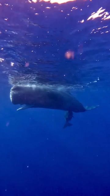 #фридайвинг #дыхание #underwater #дыхательныепрактики #freediving #diving #ocean #travel смотреть онлайн