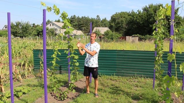 Коли припиняти полив винограду смотреть онлайн