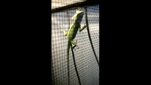 Мой огнедышещий дракон смотреть онлайн