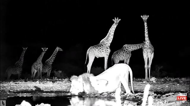 ol Donyo Waterhole ~ Update ~ Possibly good news on the cubs ~ Jan 11, 2023 смотреть онлайн