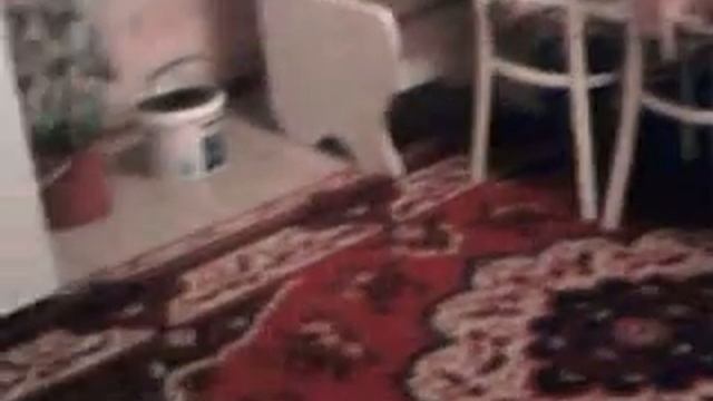 морська свинка и попугай приколы смотреть онлайн