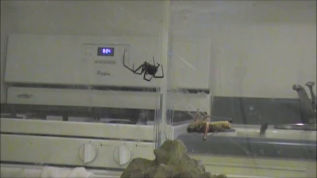 Black Widow SHOWDOWN !!! Lacy And Hopper! смотреть онлайн