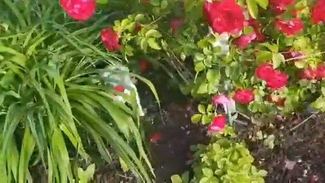 Как я провожу свои выходные.