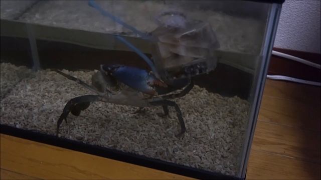 カニには分からない これが無いと生きられない事を смотреть онлайн