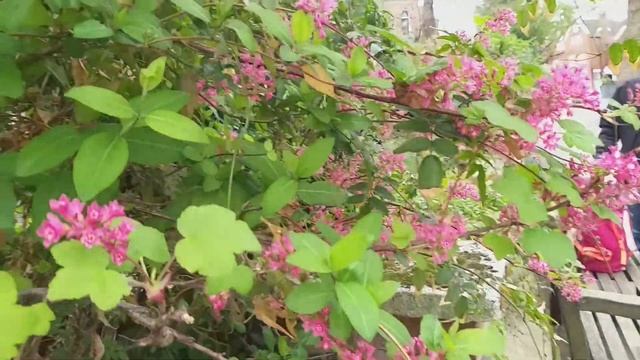 Hoa Ribes sanguineum смотреть онлайн