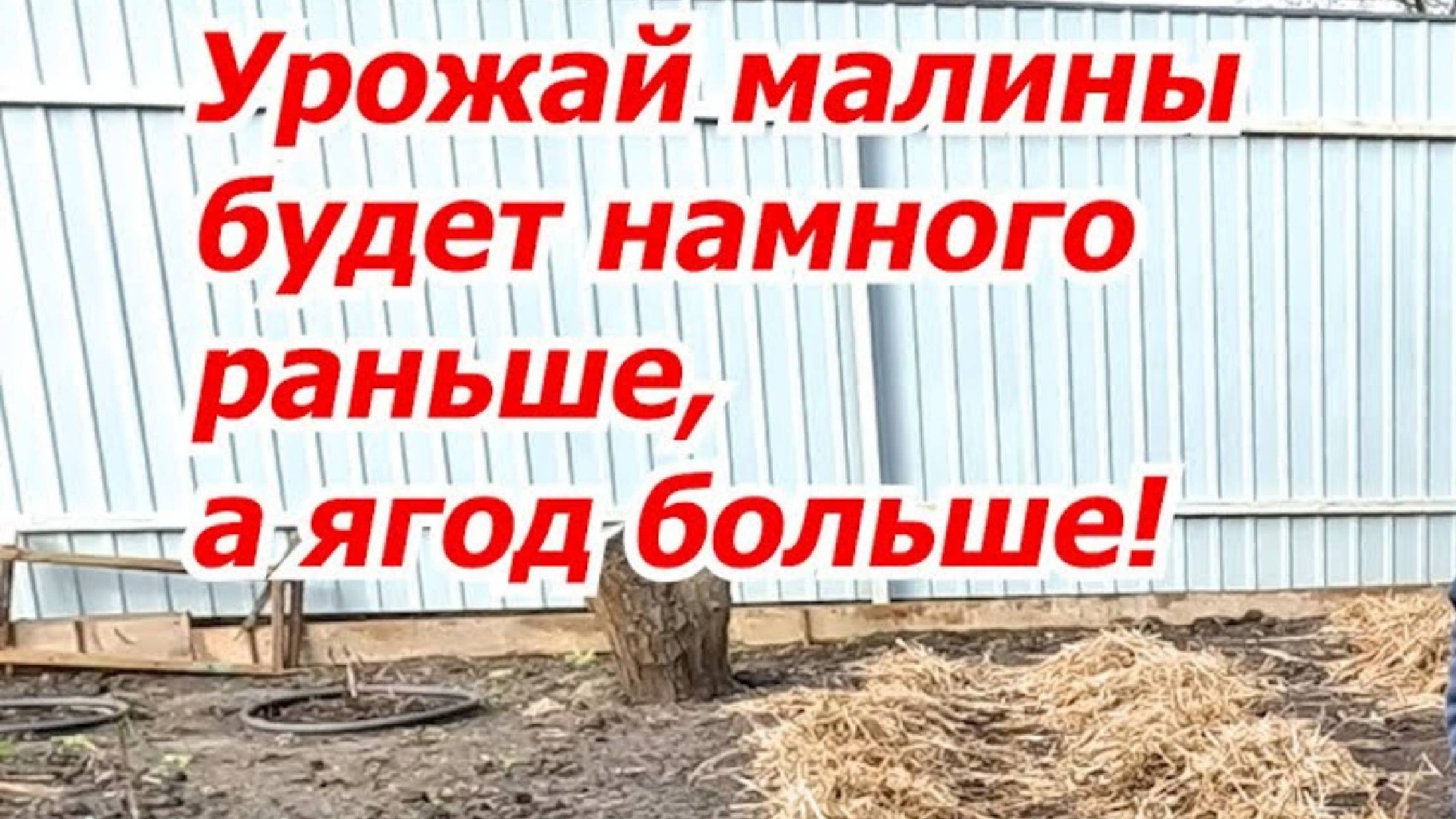 🌱 Первые весенние работы в малиннике: обрезка и уборка мульчи. смотреть онлайн