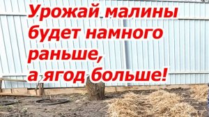 🌱 Первые весенние работы в малиннике: обрезка и уборка мульчи.