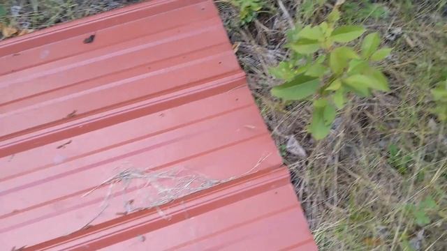 Anting in Northern Wisconsin season 2 episode 3: Best snake capture! tapinoma everywhere! смотреть онлайн