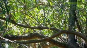 Дикая природа Уругвая  #природа #Уругвай #красота #животные